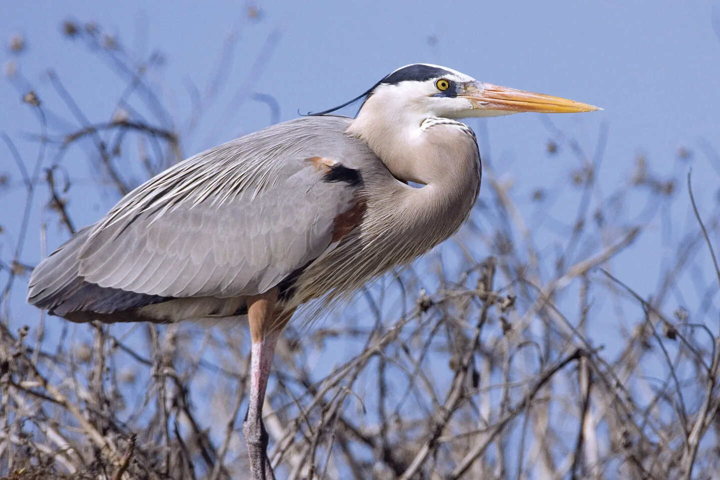 Purple Heron at Kumarakom watch tower