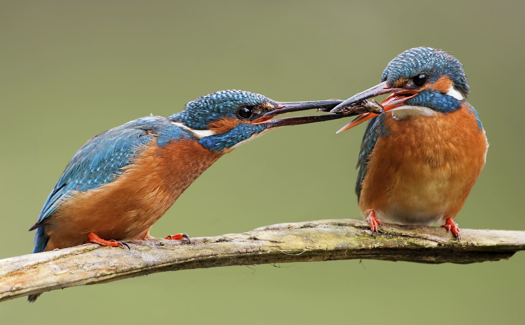 Common Kingfisher