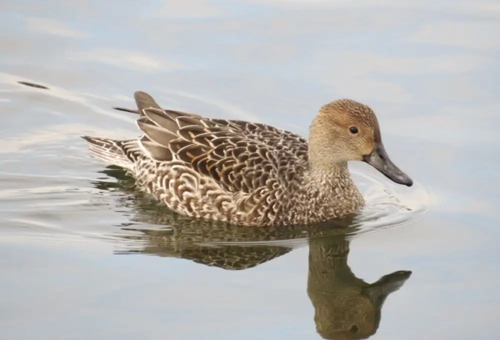 Northern Pintail