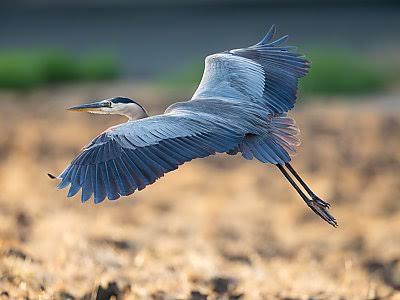 Purple Heron